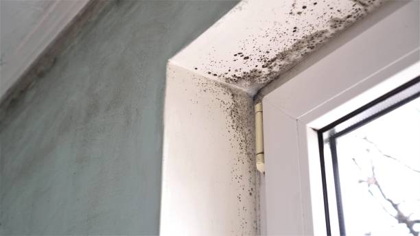 Best Office Mold Removal Services  in Fond Du Lac, WI