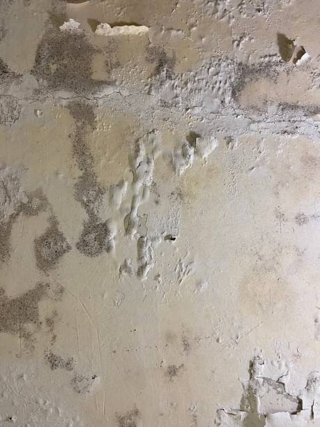 Mold Testing and Removal in Fond Du Lac, WI