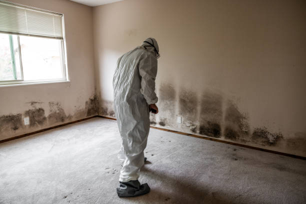 Mold Removal Process in Fond Du Lac, WI