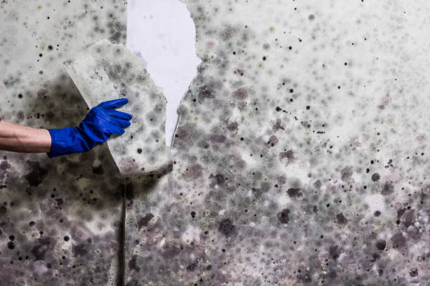Best Mold Cleaning Services  in Fond Du Lac, WI