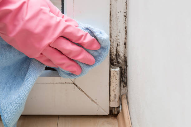 Mold Removal Process in Fond Du Lac, WI