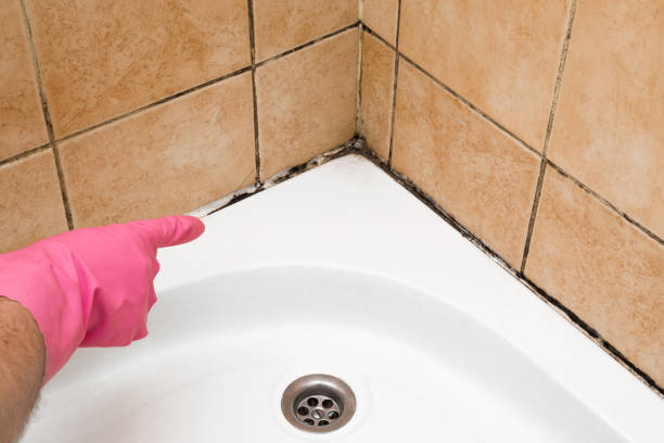 Professional Mold Removal in Fond Du Lac, WI