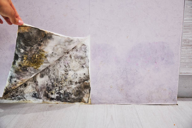 Best Mold Remediation  in Fond Du Lac, WI